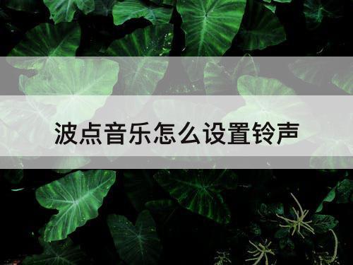 波点音乐怎么设置铃声