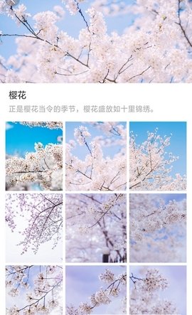 大脚壁纸截图