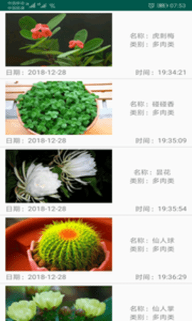 绿植花卉